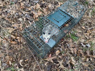 a possum in a live trap