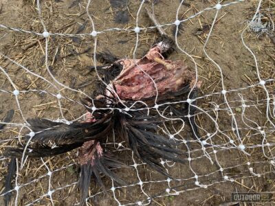 A dead chicken wrapped in electric net fencing