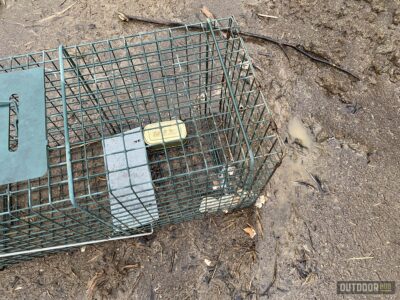 an empty raccoon trap