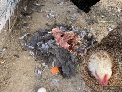 another chicken killed by a raccoon as another chicken looks away