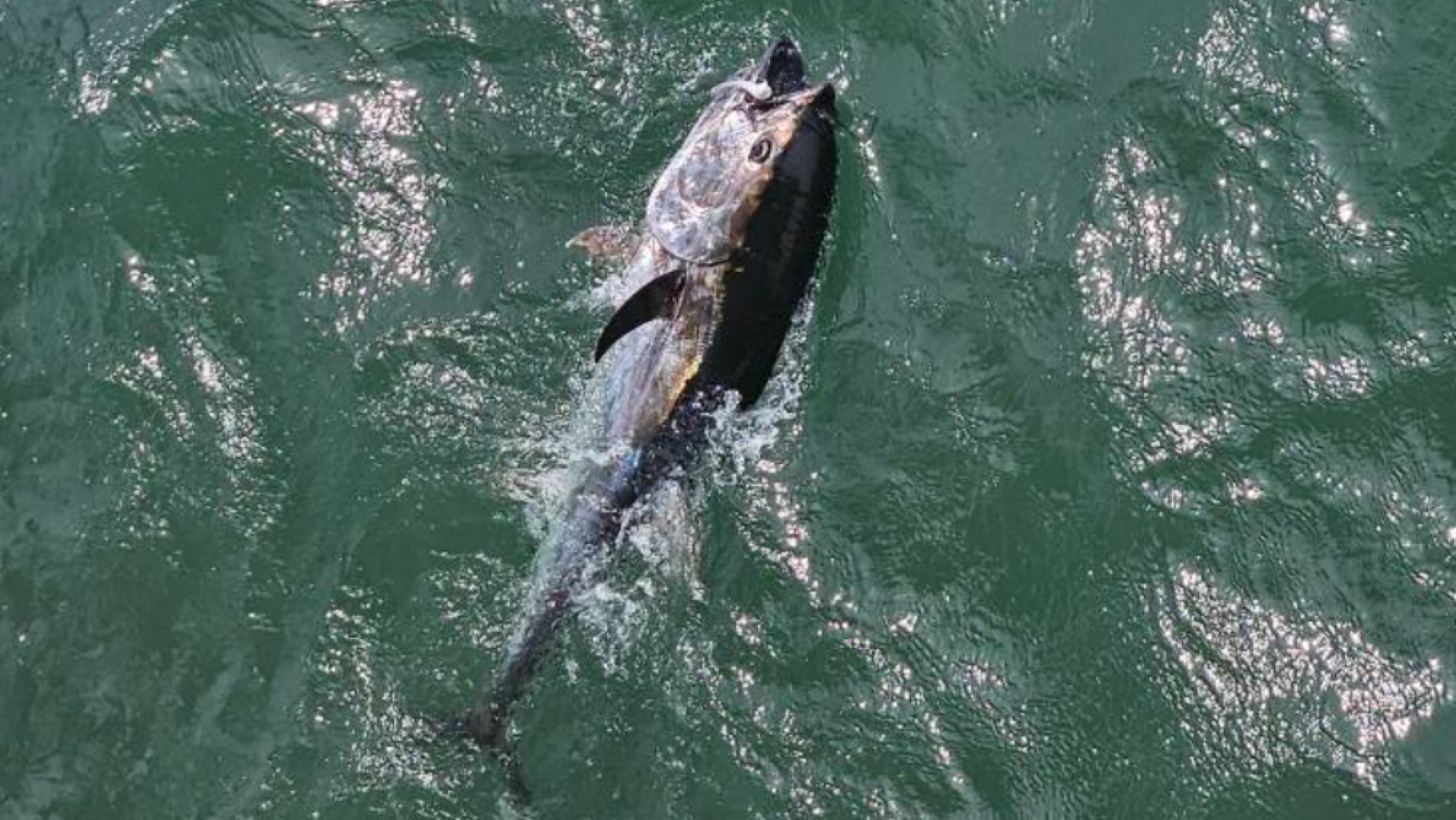 Outer Banks Bluefin Tuna Fishing Run Stopped by Officials