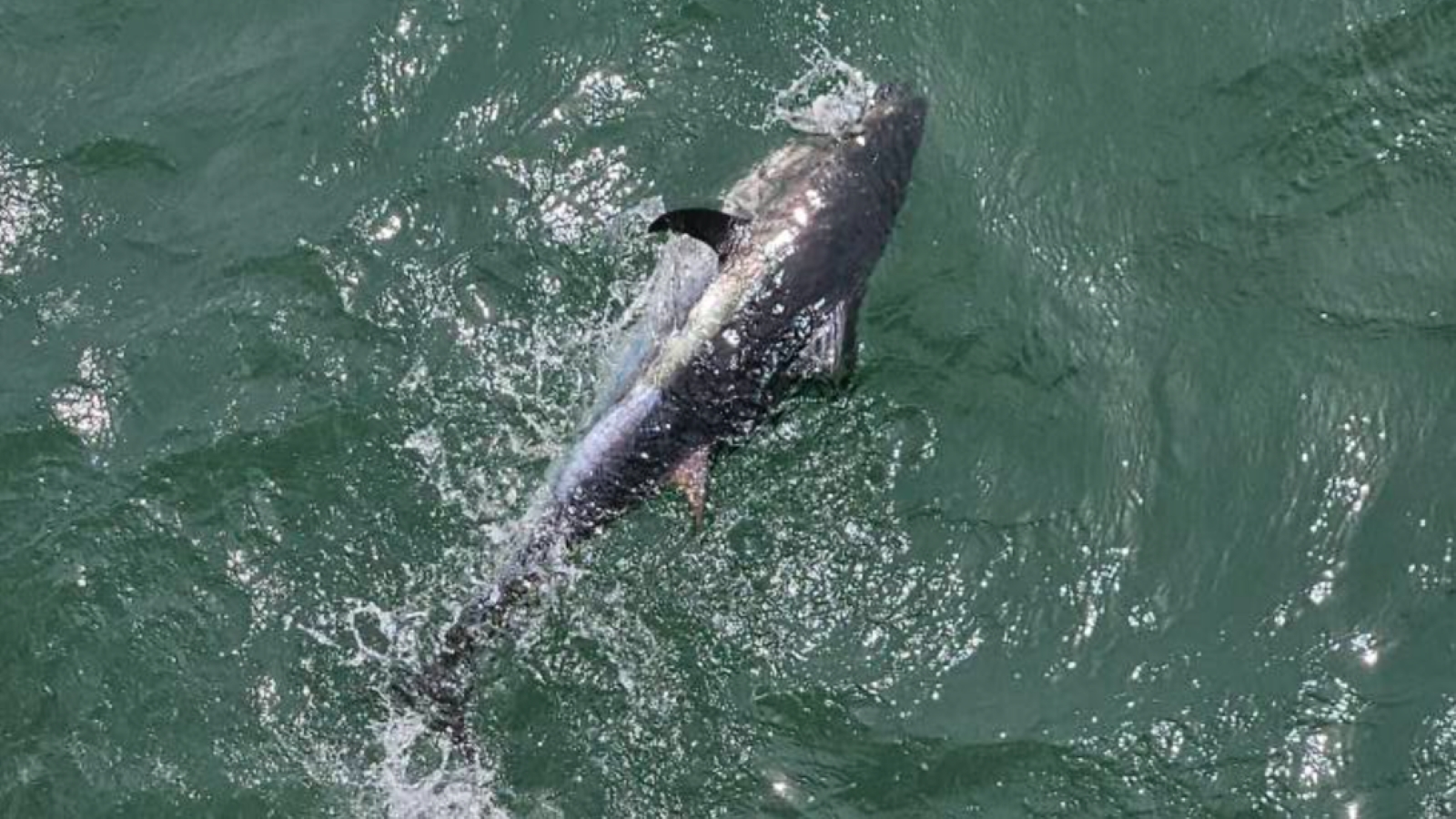 Outer Banks Bluefin Tuna Fishing Run Stopped by Officials