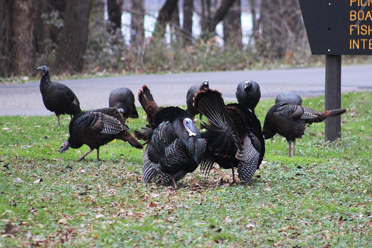 Minnesota’s 2025 Spring Turkey Season Promises Prime Hunting