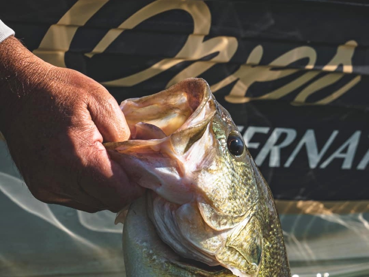 The Last Ace 45 and Last Ace 75 Minnow Baits from Ever Green