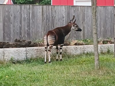 An Okapi in the zoo.