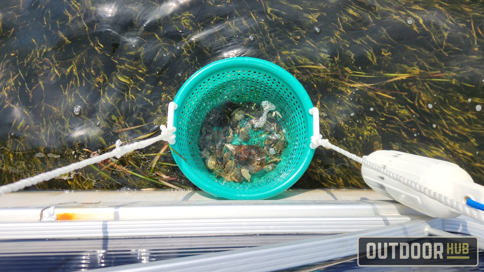 Early Closure of Bay Scallop Season in Gulf County