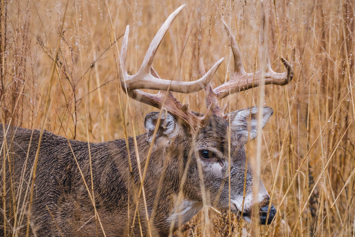 Tennessee Officials Confirm Hemorrhagic Disease in Deer
Across 8 Counties