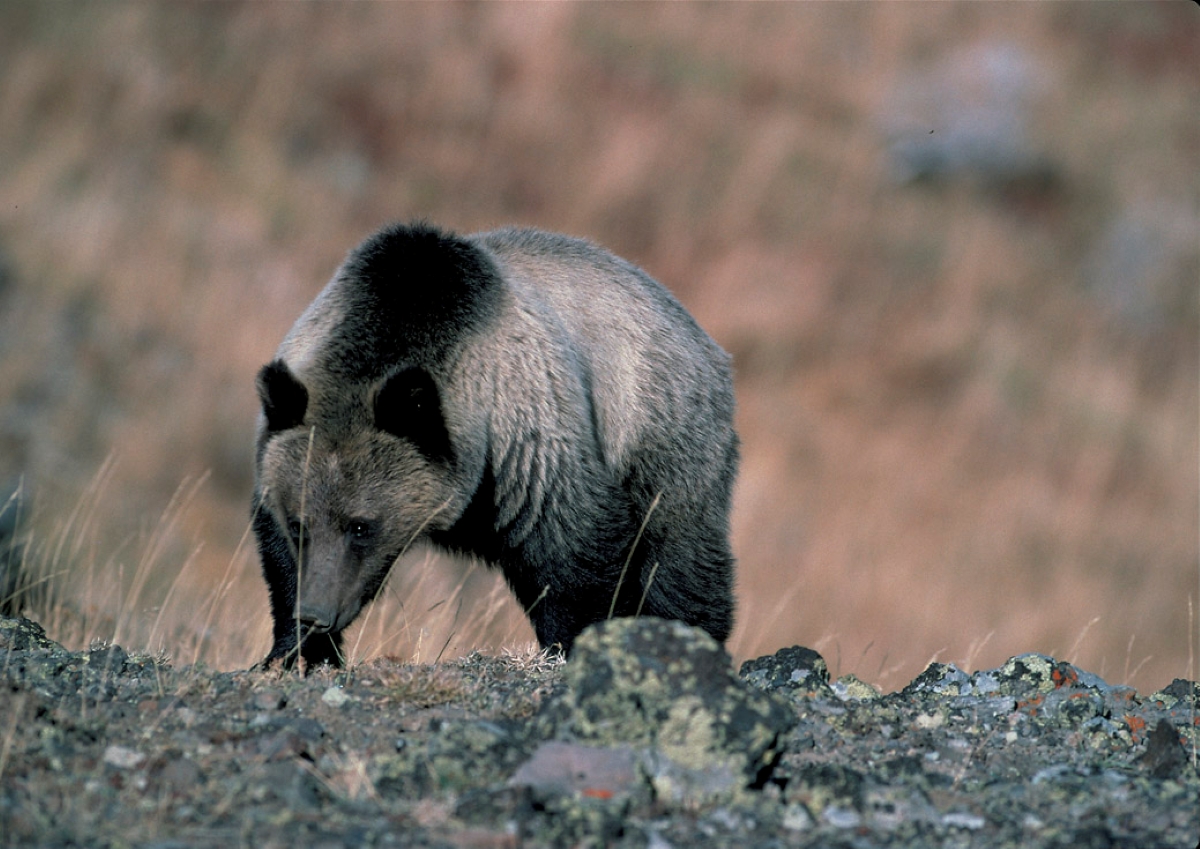 First Bear Attack in 4 Years at Yellowstone National
Park