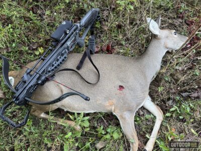 doe shot with the Barnett Wildcat CRX